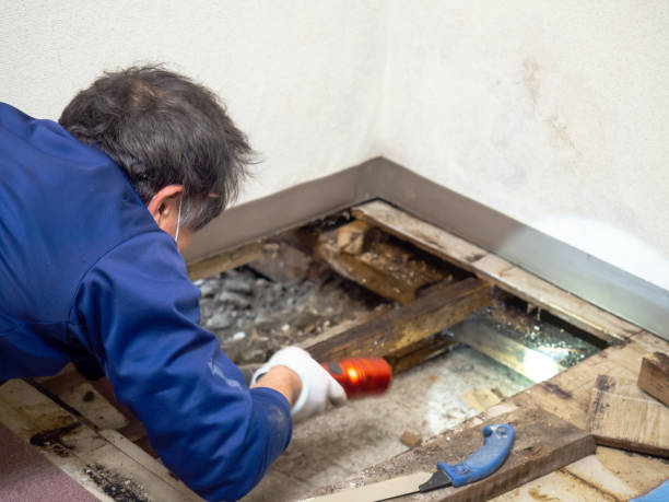 Best Mold Removal Specialists  in Frankfort, KY