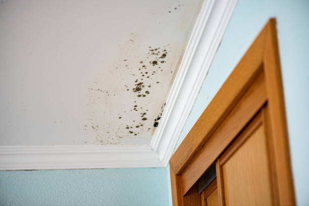 Professional Mold Removal in Frankfort, KY