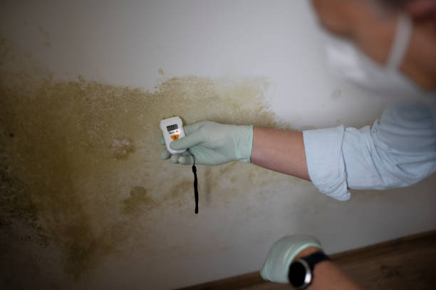Best Certified Mold Removal  in Frankfort, KY