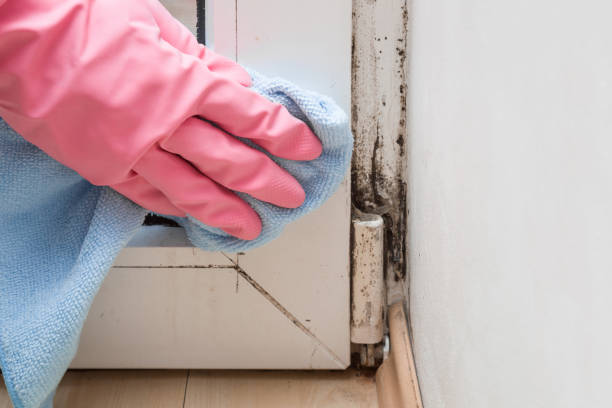 Best Emergency Mold Removal  in Frankfort, KY